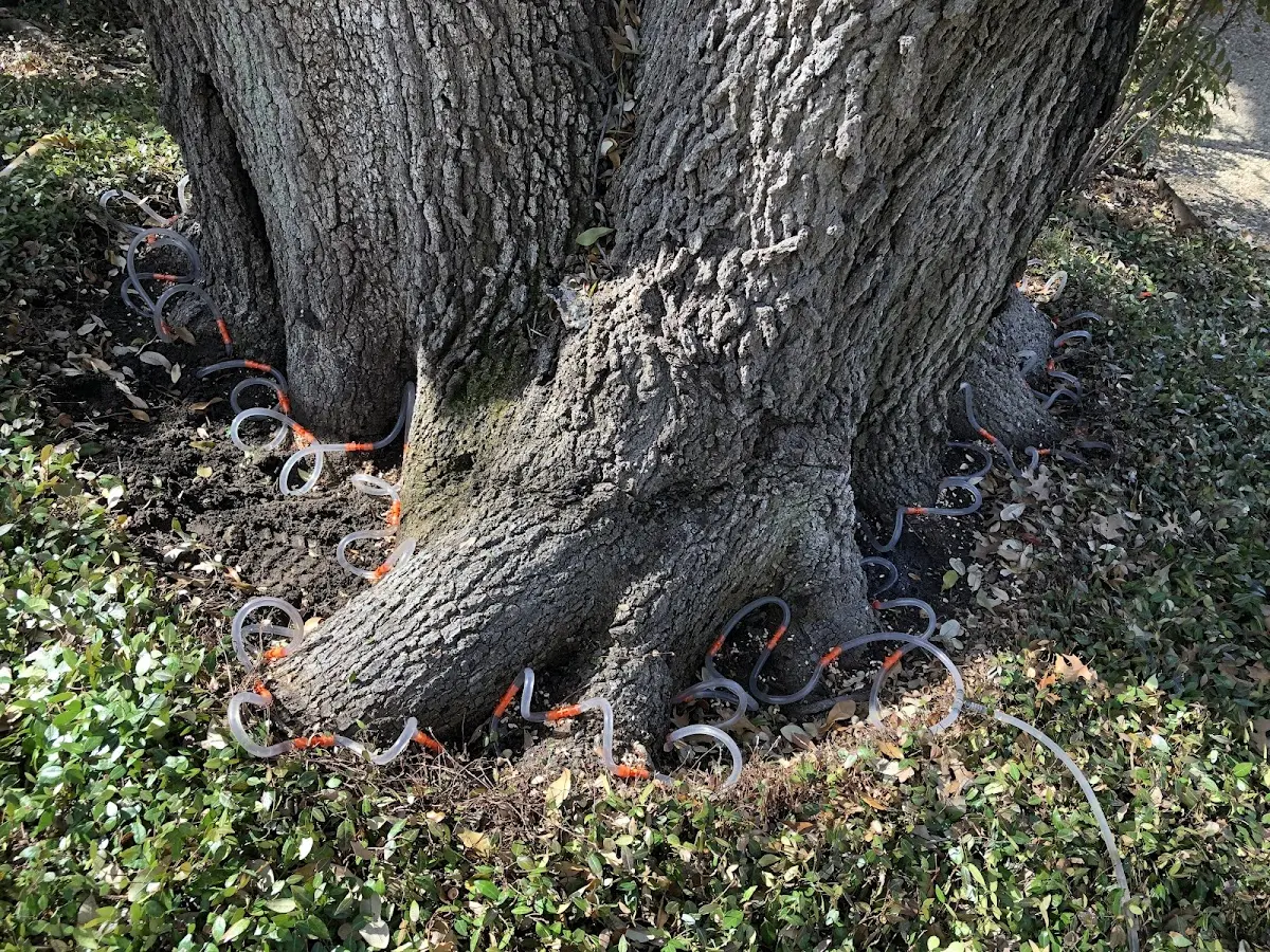 Detailed Tree Cabling and Bracing job site in Pease