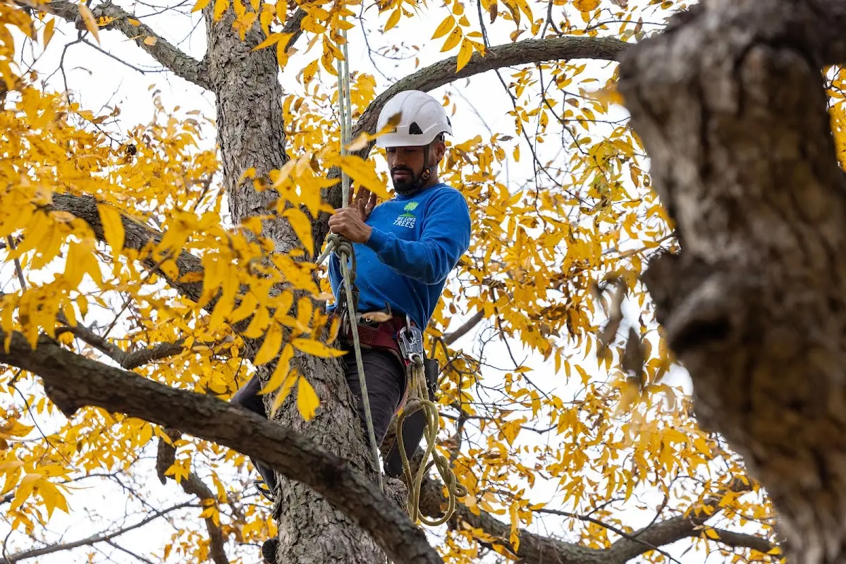 Skilled Tree Pruning crew working in Pease